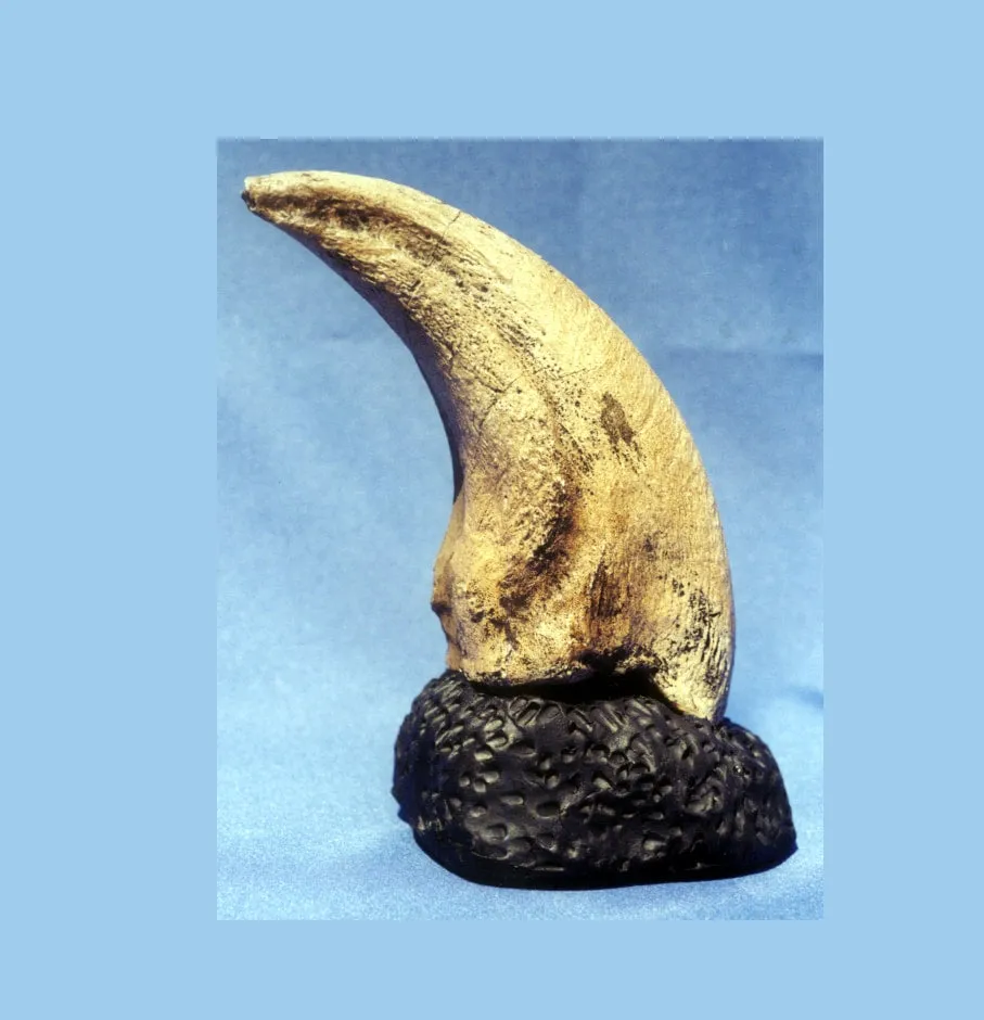T.rex Claw 6.2" Tyrannosaurus Rex T.rex Fossil Claw cast replica for sale