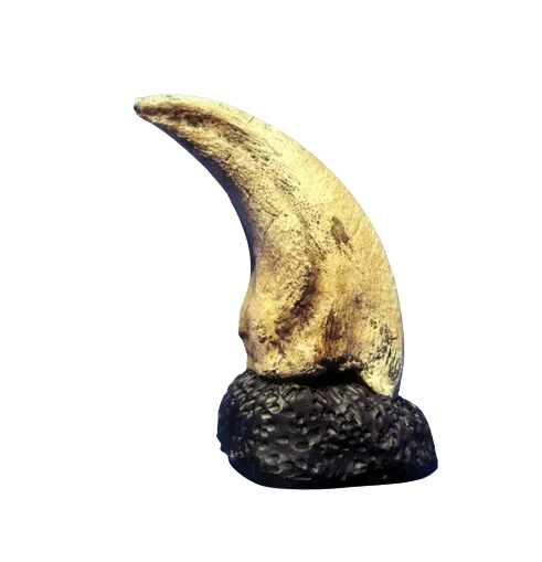 T.rex Claw 6.2" Tyrannosaurus Rex T.rex Fossil Claw cast replica for sale