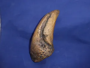 T.rex Claw cast replica
