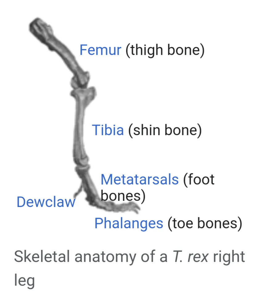 T.rex femur cast replica #4