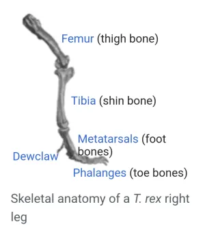 T.rex femur cast replica #4
